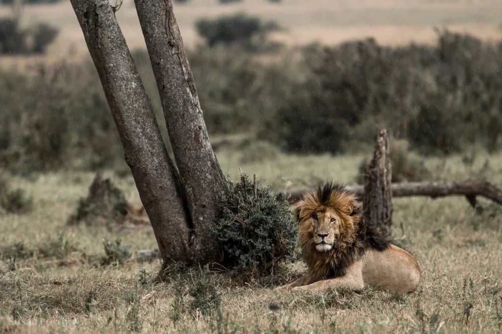 Kenya’s Most Famous Lions: World Lion Day 2022