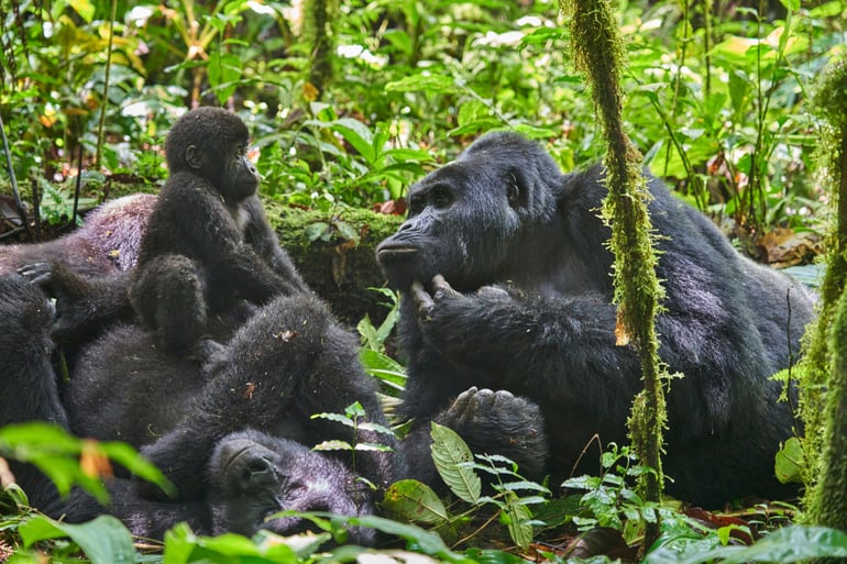 Gorilla Family in Bwindi Impenetrable Forest 