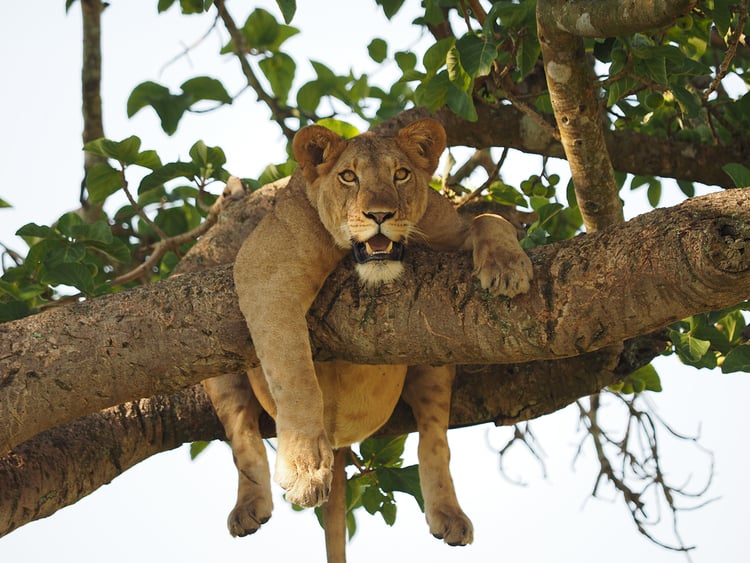 Tree-lion
