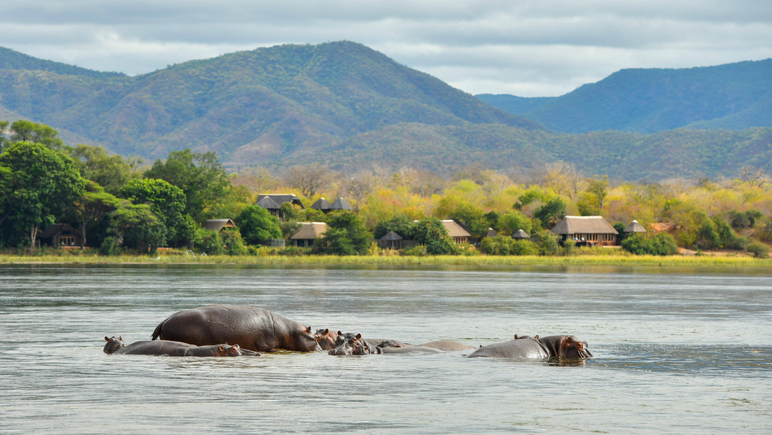 View of lodge with hippos from Mana Pools