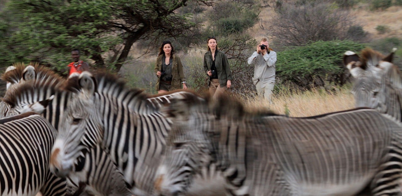 Walking with zebras Large