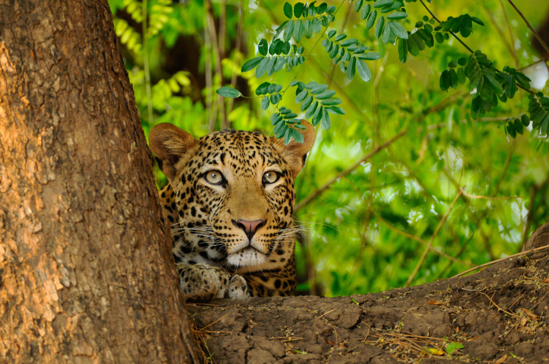 Wildlife Leopards are plentiful in the area