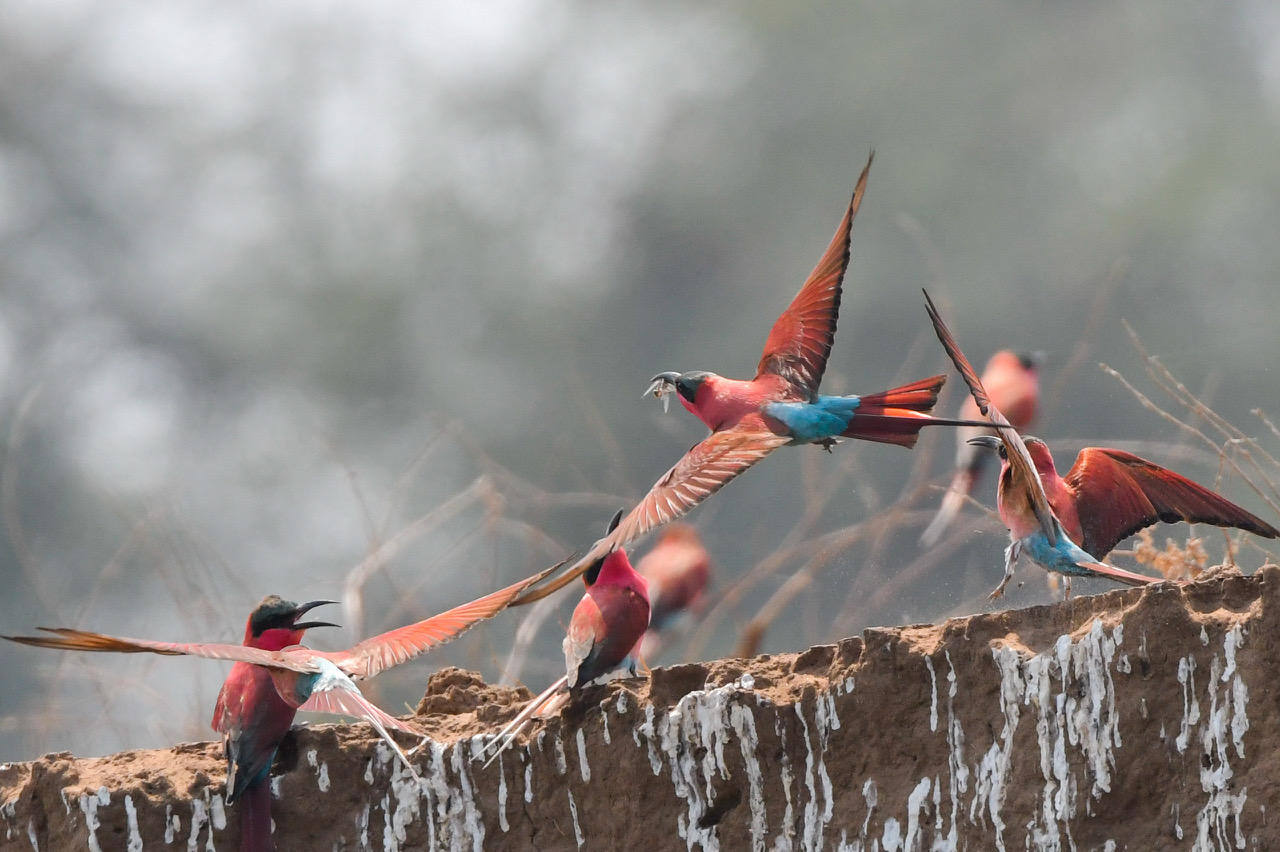 Wildlife carmine bee eater colony