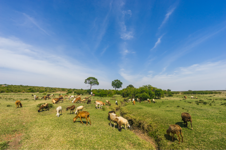 Troubled Mara: Can conservancies lead the way?