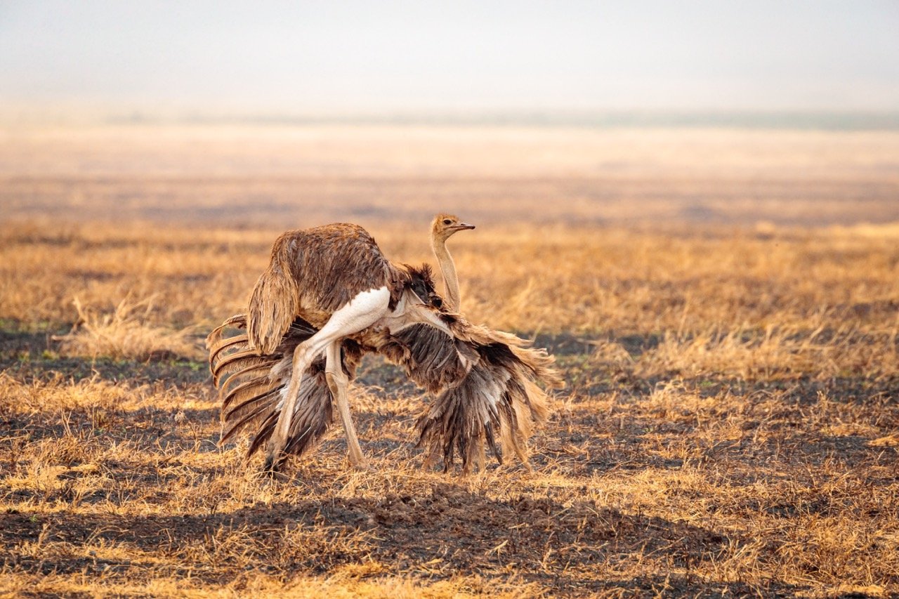 closeup-shot-of-a-female-somali-ostrich-running-in-2023-02-01-18-46-45-utc Large