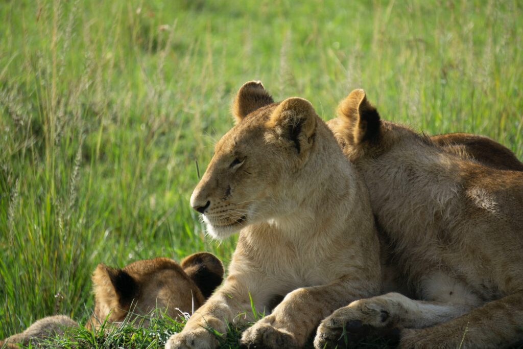 Kenya’s Most Famous Lions: World Lion Day 2022