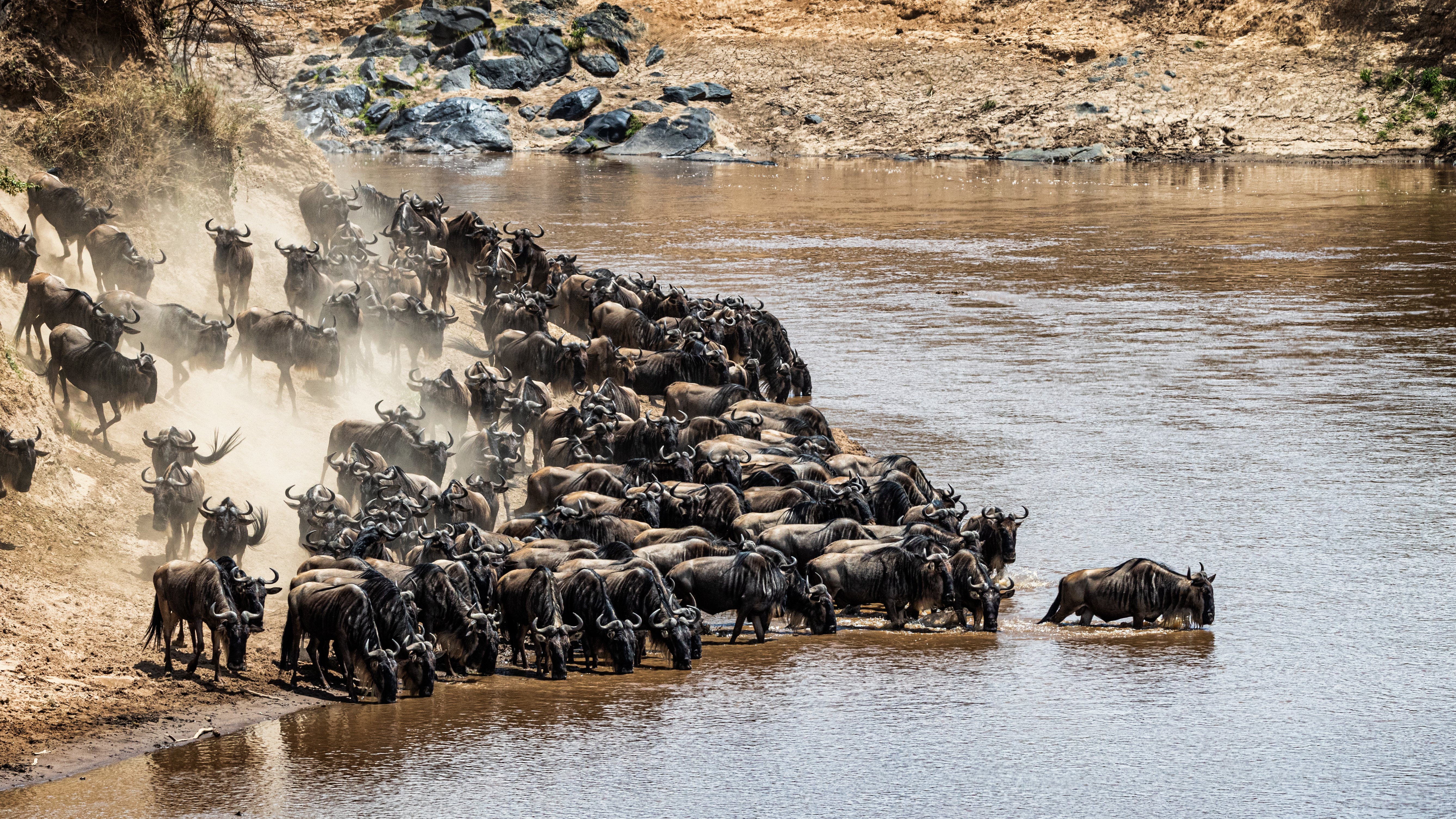 leader-of-pack-of-wildebeest-testing-waters-2022-06-17-23-22-22-utc