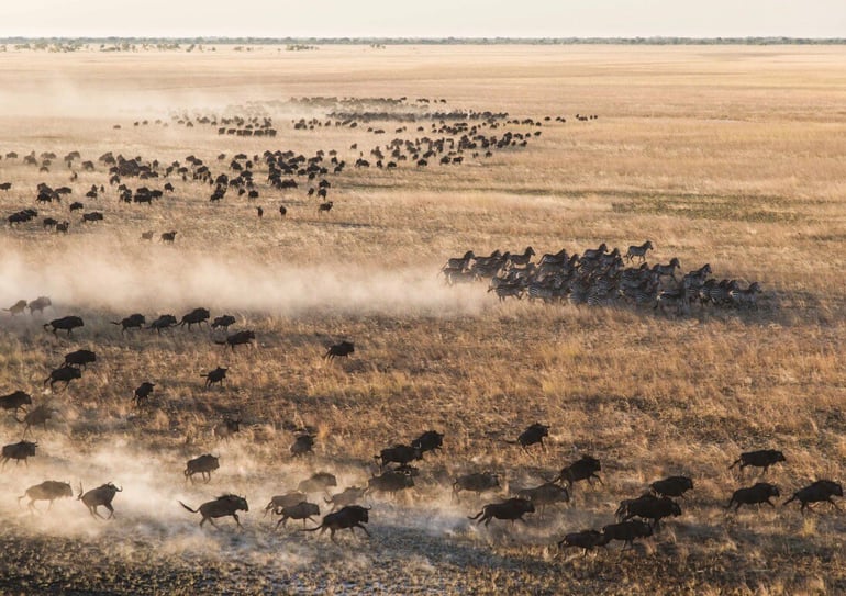 Wildebeest Migration in Zambia