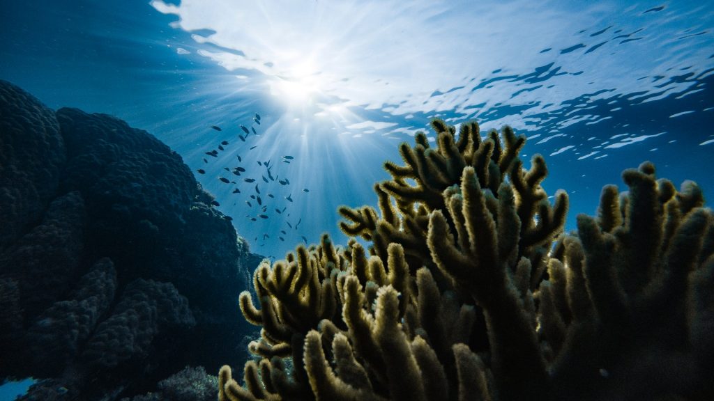 7 Ways We Can All Help: World Oceans Day 2023