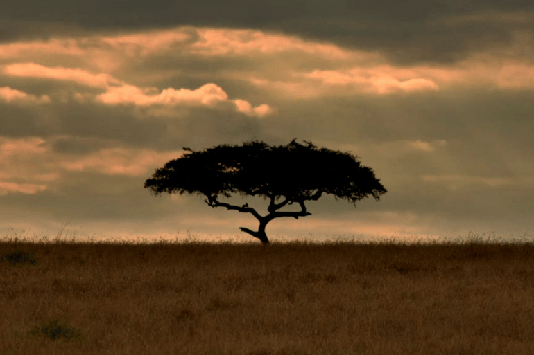 Safari In Kenya, expert guides taking you on curated safaris.