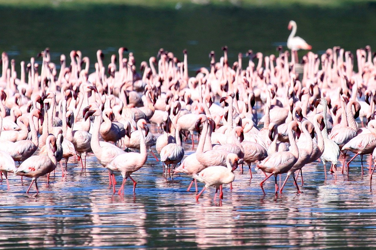 pink-flamingoes-lake-nukuru-nature-reserve-ken-2021-08-26-18-13-21-utc%20Large%202