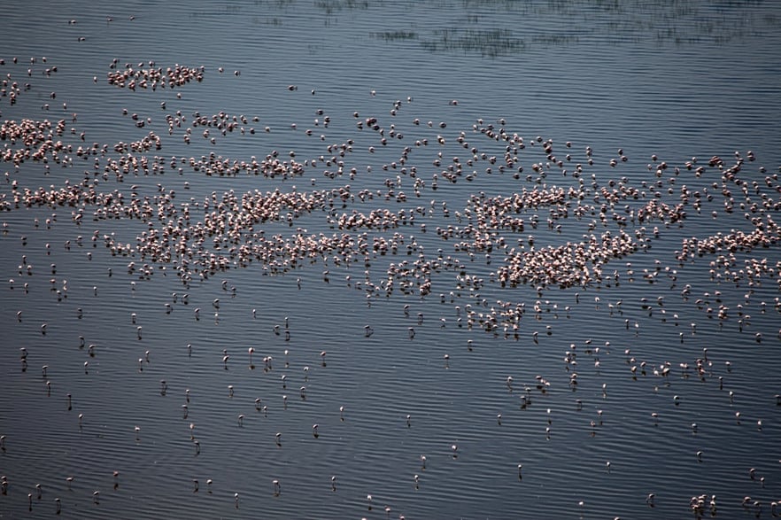 pink-flamingoes-lake-nukuru-nature-reserve-ken-2021-08-26-18-14-58-utc Large