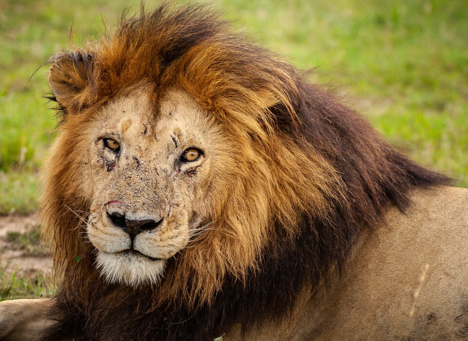 Kenya’s Most Famous Lions: World Lion Day 2022