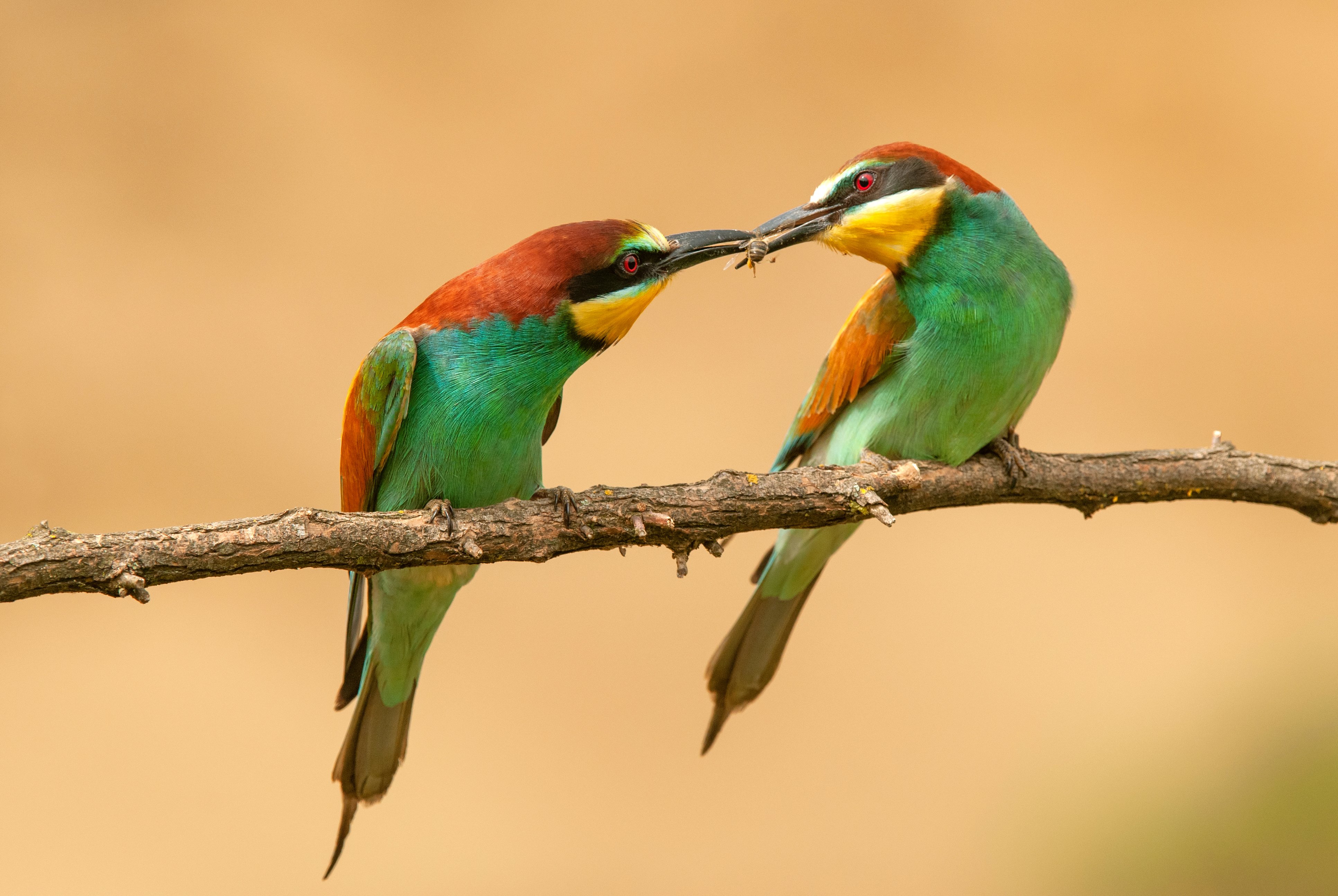 two-bee-eaters-sharing-a-bee-2023-11-27-05-26-30-utc