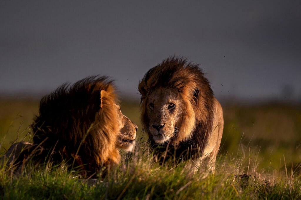 Kenya’s Most Famous Lions: World Lion Day 2022