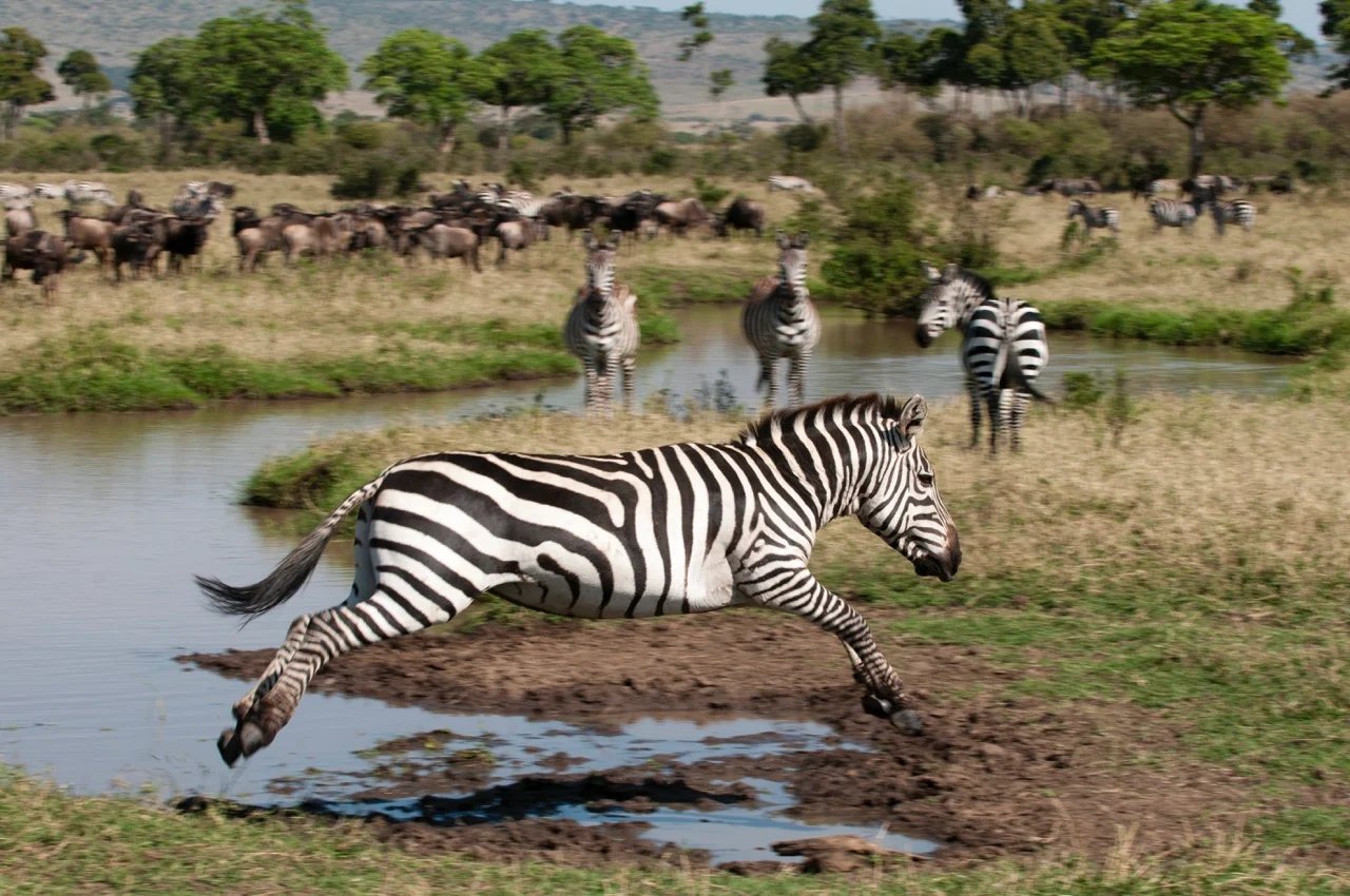 zebra-jumping-equus-quagga-maasai-mara-national-2022