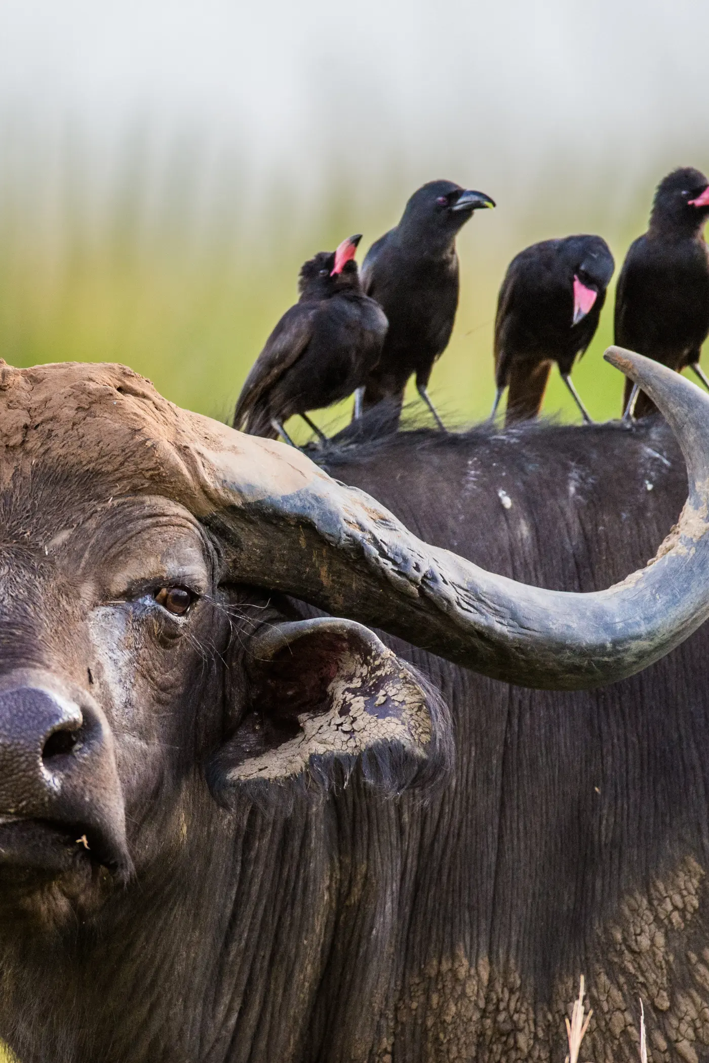 tanzania-wild-culture-6