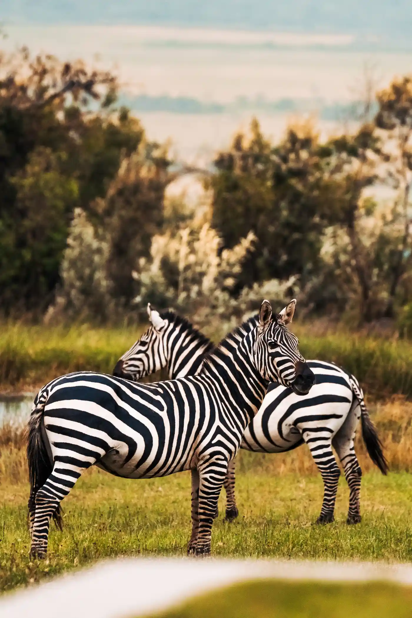 uganda-gorilla-trekking-1