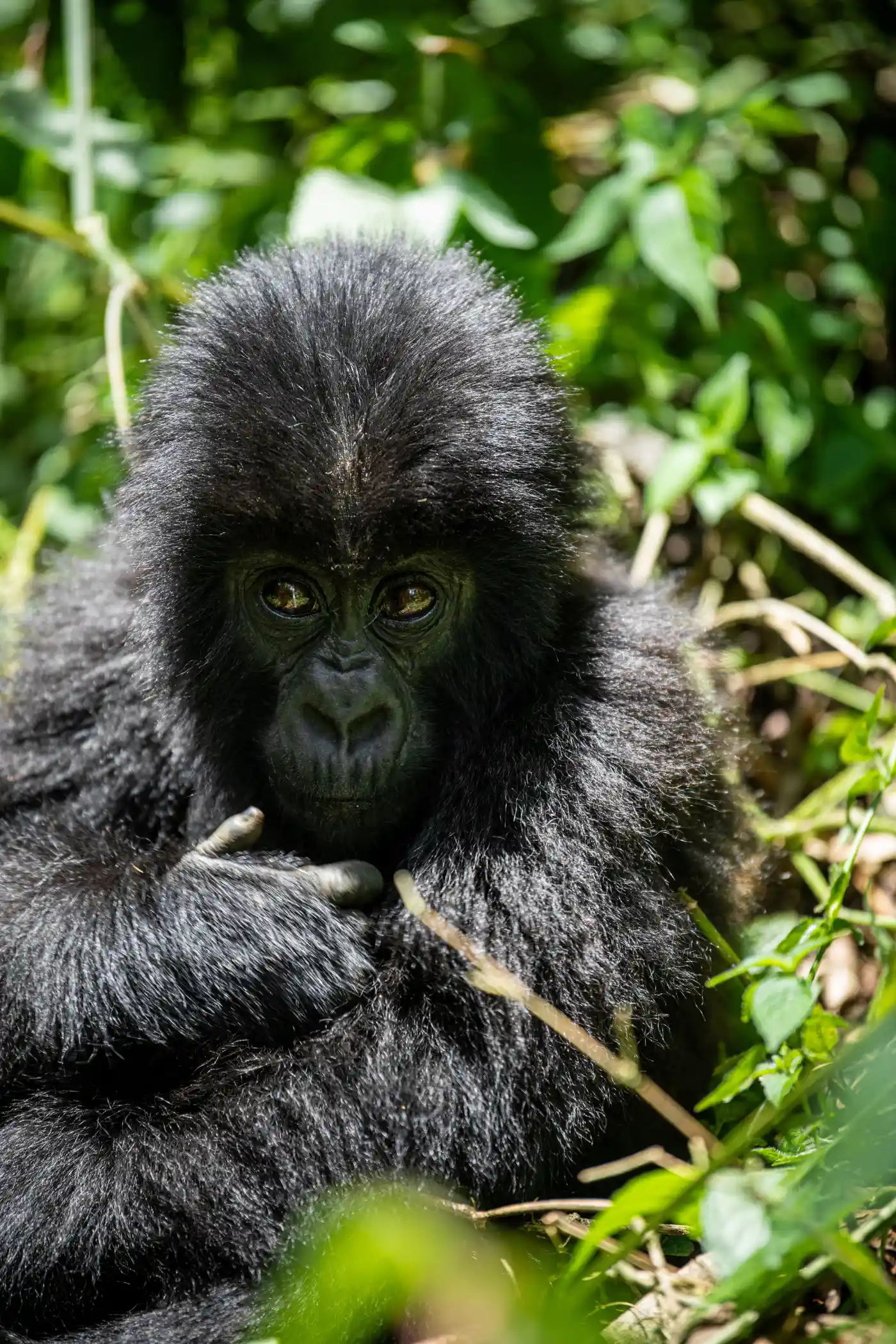 uganda-gorilla-trekking-3