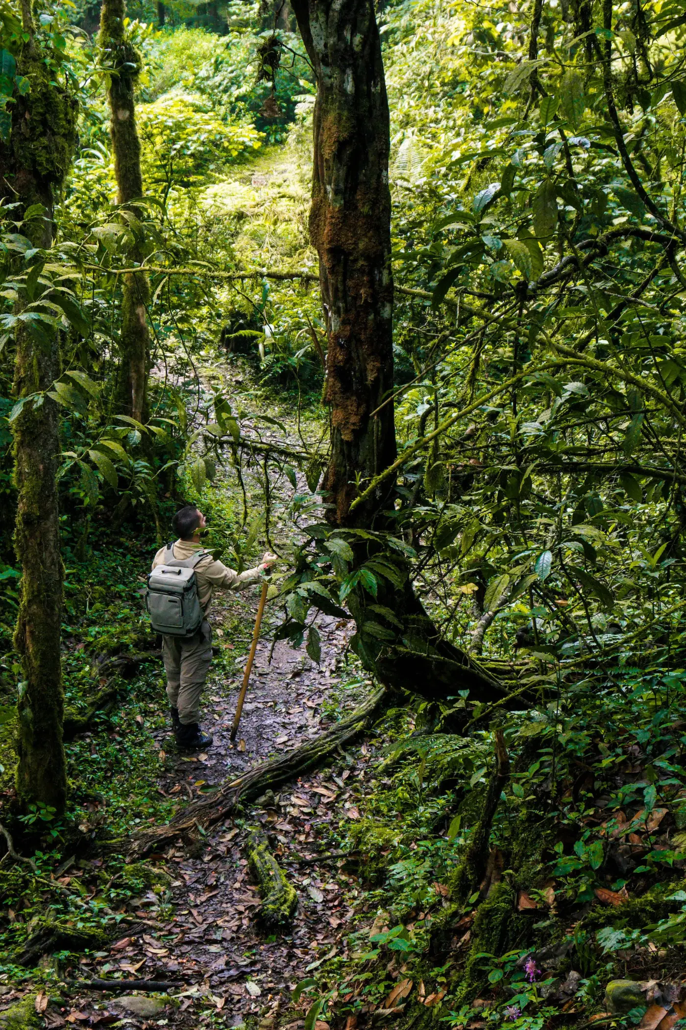 primates-plains-a-forest-to-savanna-safari-adventure-4