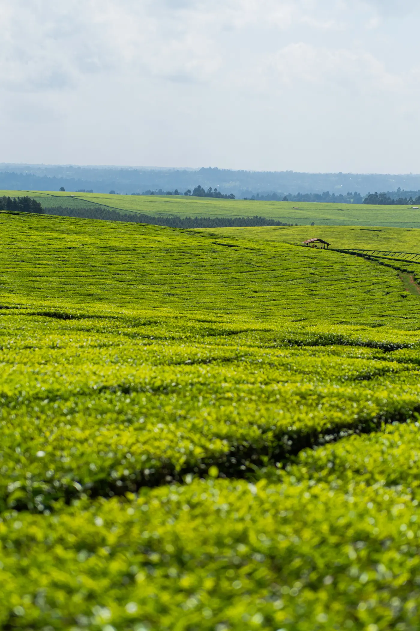 rhinos-waterfalls-running with champions-image-1