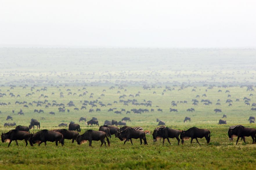 Life Explodes in the Serengeti: Discovering Calving Season