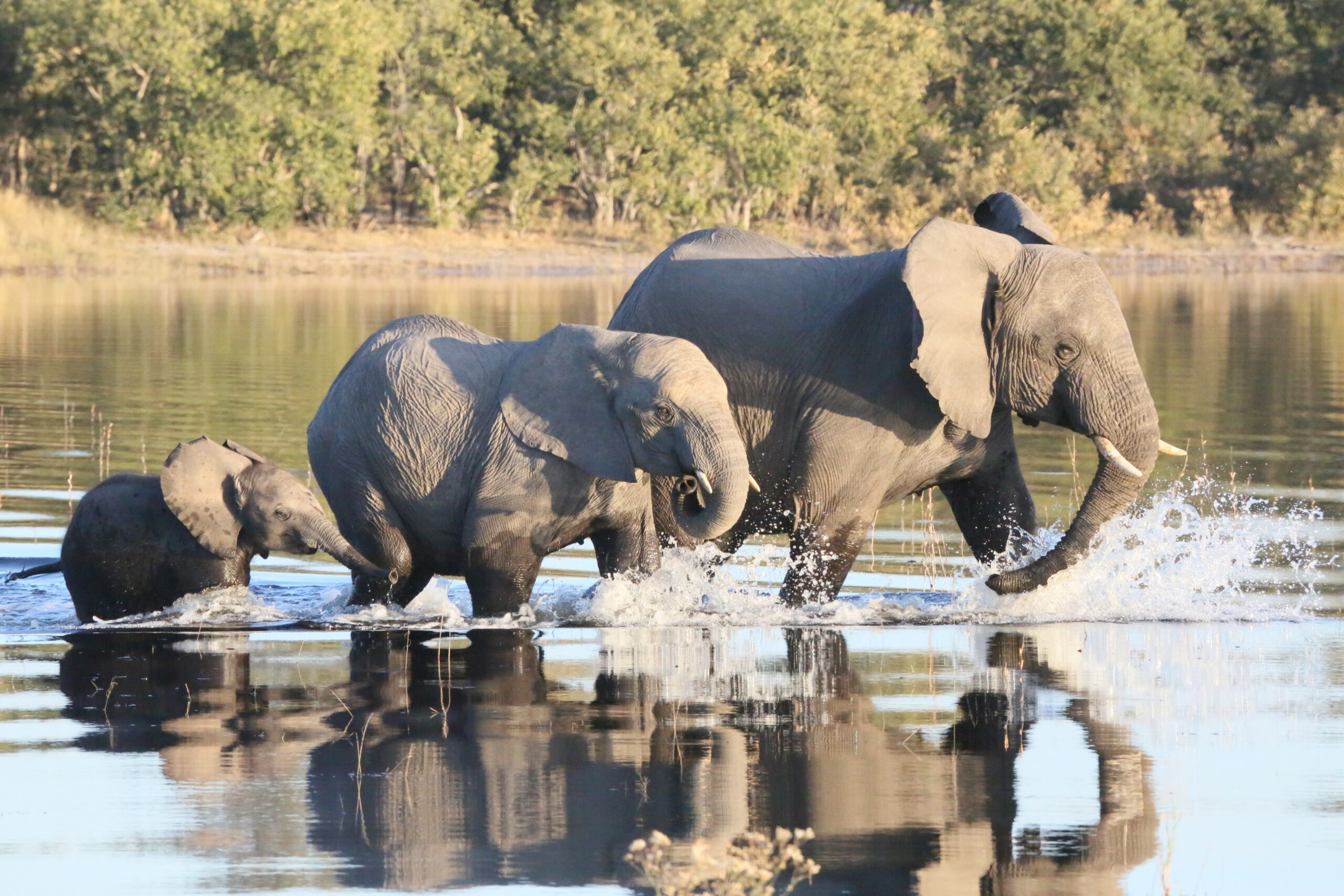 Following the Floods: Elephant of the Okavango Delta