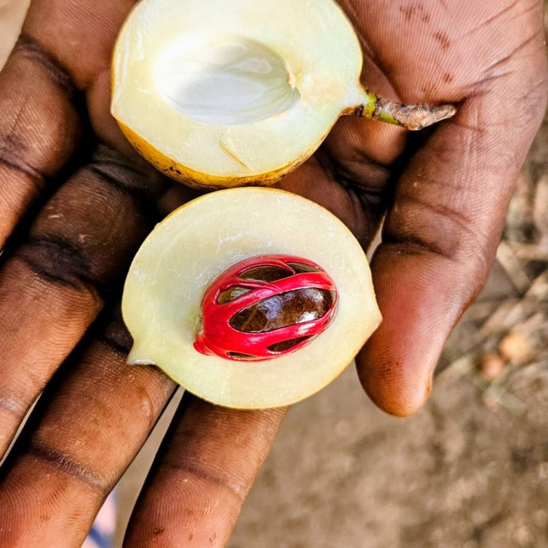 From the Village to the Table: The Hyperlocal Kitchen at Pongwe Beach Hotel