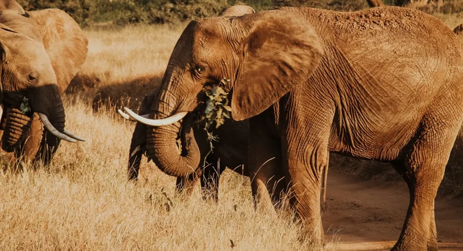 elephants-walking